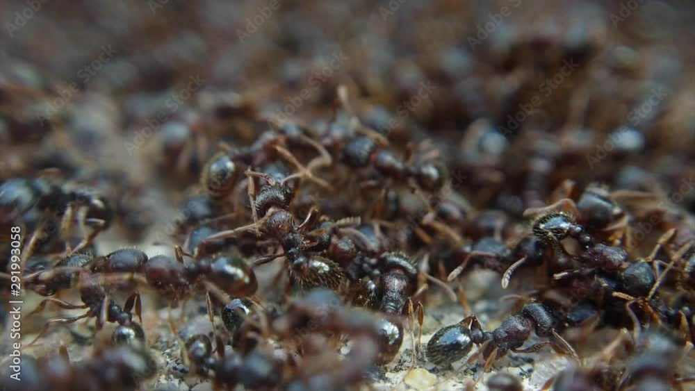 Poster a close up shot of ants are seen walking around and piling on top of each other. they are seen movin