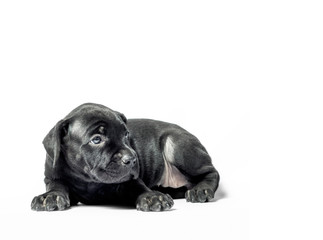 little puppy dog ​​of breed canecorso on a white background in isolation close up