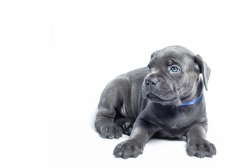 Fototapeta na wymiar little puppy dog ​​of breed canecorso on a white background in isolation close up