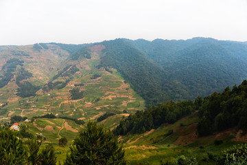 Deforestation at the frontier to Bwindi Nationalpark in Uganda