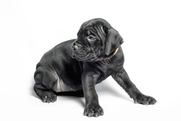 little puppy dog ​​of breed canecorso on a white background in isolation close up