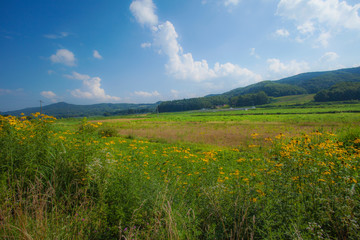Fototapeta premium 夏の田園