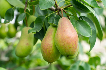fresh ripe pears on a branch of a fruit tree in the garden closeup