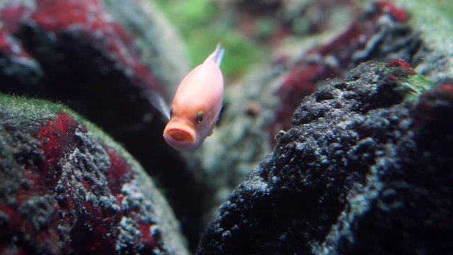 funny talking fish, colorful african cichlid in closeup, Aquarium pet behavior