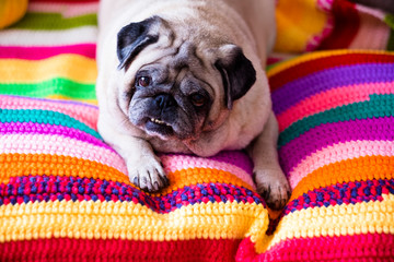 Funny coloured image with lazy fat old pug looking at the camera lay down on a beautiful hand made...
