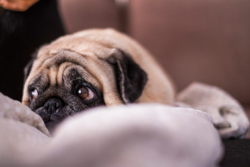 Lazy and tender sweet pug pet dog under a blanket no the sofa at home - adorable domestic animal concept