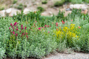 Albion Basin, Utah wildflowers summer season in Wasatch mountains with closeup of meadow and red and yellow paintbrush flowers shrubs