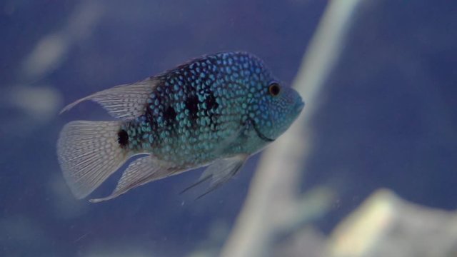 closeup of a turquoise texas cichlid swimming in the water, Beautiful and colorful aquarium pet, tropical fish specie from Rio Grande