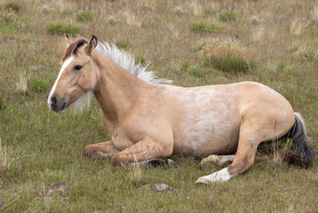 Obraz na płótnie Canvas Beautiful Wild Horse in the Utah Desert in Spring