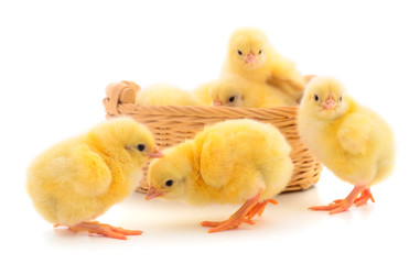 Small yellow chickens in basket.