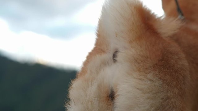 The dog's anus twitches when the dog barks. Ass doggy.