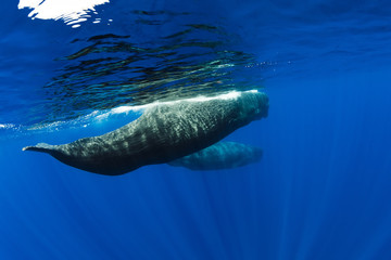 Sperm whales swimming in blue ocean, Mauritius.