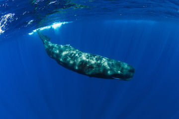 Sperm whale swim in Indian ocean, Mauritius.