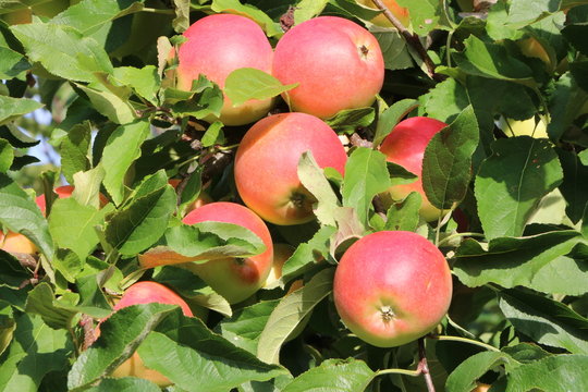 Bio-&Auml;pfel am Baum im Obstgarten