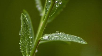 water drops on green leaf
