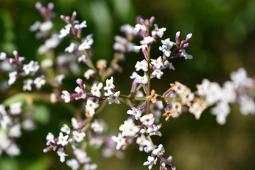 Fondo natural de pequeñas y hermosas flores blancas silvestres.