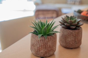 Little succulent pot plant on wooden table background with soft light