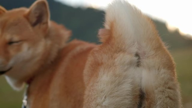 The dog's anus twitches when the dog barks. Ass doggy.