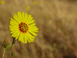 common madia with bud macro close shot
