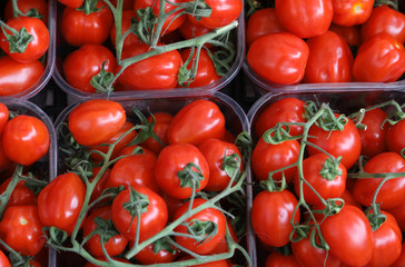 red tomato of pachino