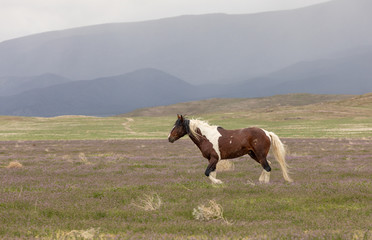 Fototapeta na wymiar Beautiful Wild Horse in the Utah Desert in Spring