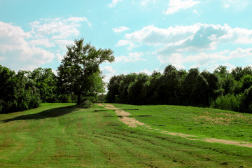 Tree landscape