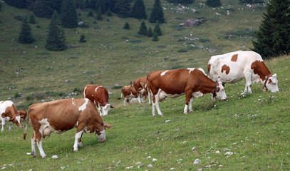 Fototapeta na wymiar many brown and white cows