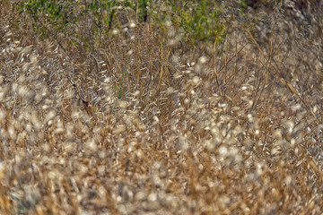 Pflanzen und Blumen.
