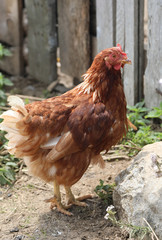 brown hen in the farm