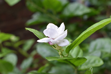 flower in the garden or one white flower on out door