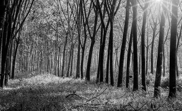 Para rubber tree, latex rubber plantation, Black and white and monochrome style