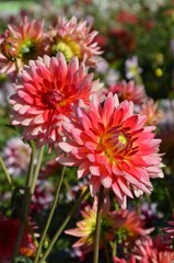 Dahlia - Dahlienblüte leuchtend orange blühend im Herbstgarten 