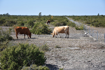 Grazing cattle in a grassland with junipers