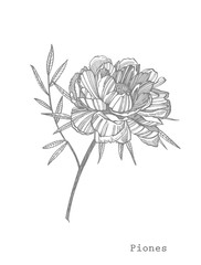 Peony flower and leaves drawing. Hand drawn engraved floral set. Botanical illustrations. Great for tattoo, invitations, greeting cards.