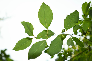 Naklejka na ściany i meble Santalum Album Three Sandalwood Fruits with leaves
