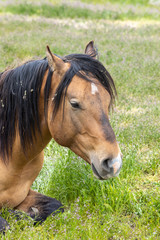 Beautiful Wild Horse in the Utah Desert in Spring