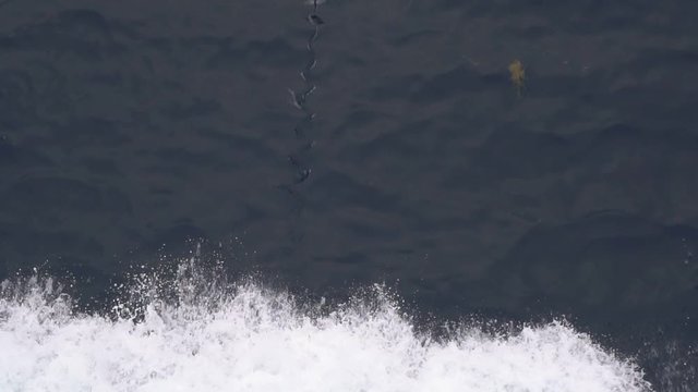 flying fish jumps out of sea foam and flies above the surface of the sea