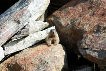 Marmot sitting on a rock in the sun