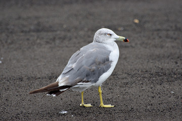 seagull on beach