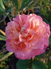 Rosa Rose im Garten wunderschön