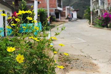 Fototapeta na wymiar Photography of yellow flowers in a side of the road, with blurred houses as background.
