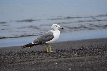 seagull