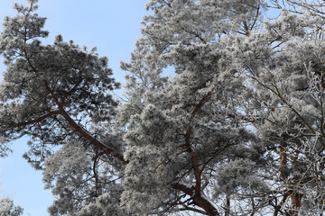 Pine branch snow fell in a wonderful winter day. Evergreen Pine tree with fresh snow. Winter day. Christmas time. Christmas card. Calendar page. Stock image