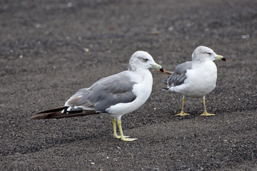 seagull on beach