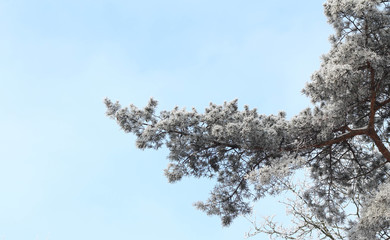 Pine branch snow fell in a wonderful winter day. Evergreen Pine tree with fresh snow. Winter day. Christmas time. Christmas card. Calendar page. Stock image