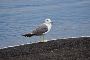seagull on beach
