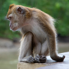 Monkey in Langkawi, Malaysia