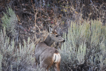 Mule Deer Buck
