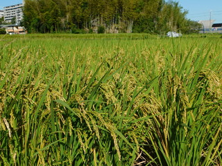 田んぼと番山古墳(大阪府高槻市)