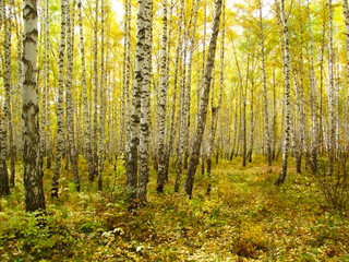 Autumn season in a birch grove. White trunks of birch trees on a background of yellow foliage. Golden autumn in Russia. Siberia. A suburb of Krasnoyarsk.